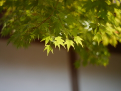 秋の光