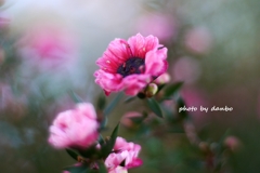 ピンクの花 (2)　