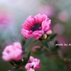 ピンクの花 (2)　