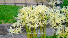 悲願の白花 ＜2＞