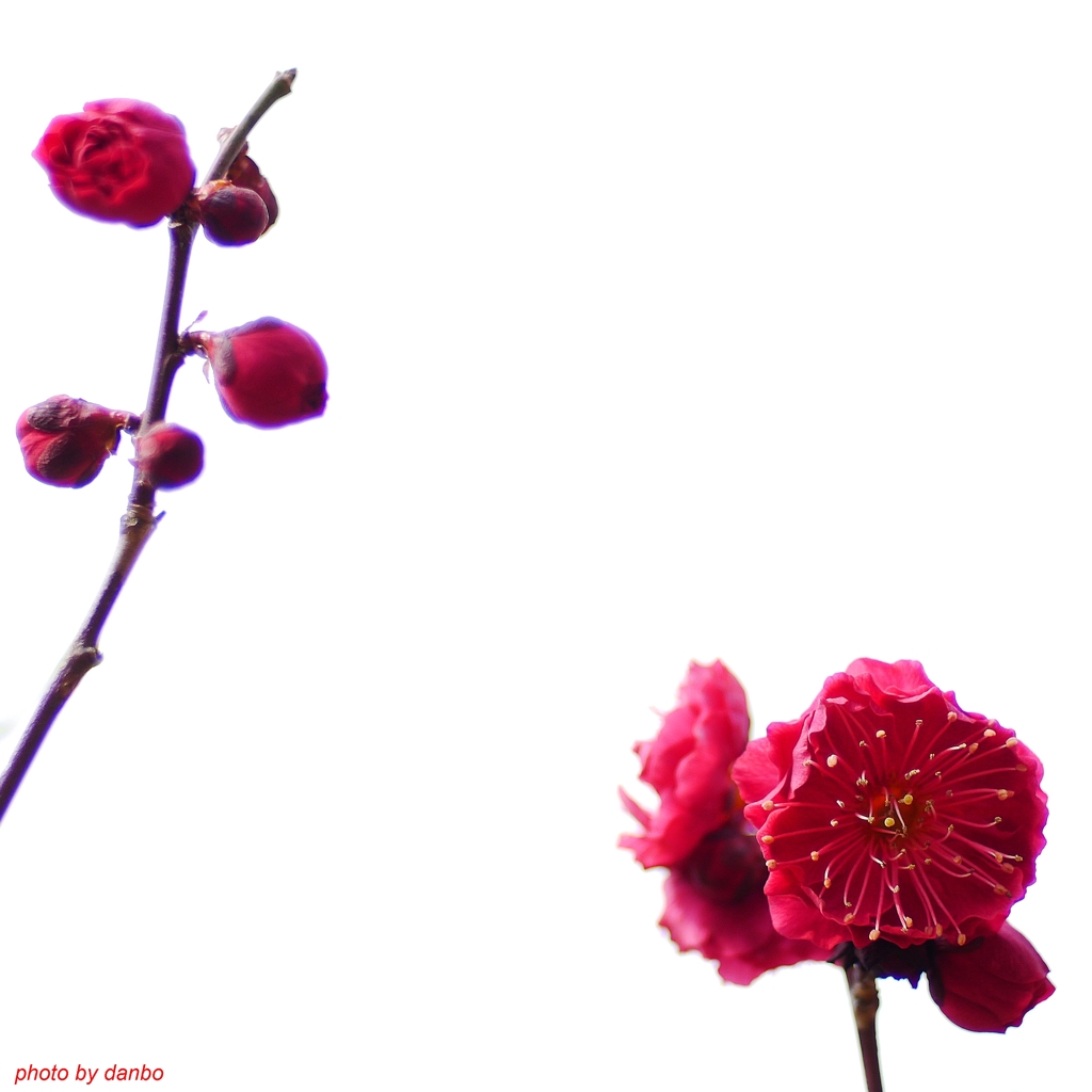 鹿児島紅梅三昧(二)