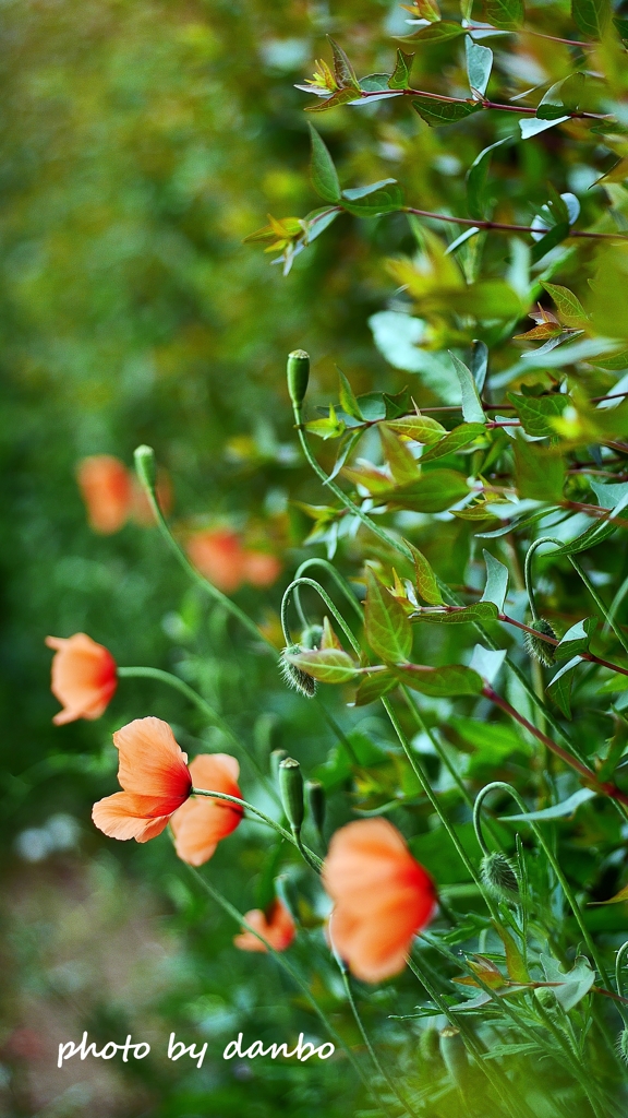 繁栄の花 ＜6＞
