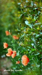 繁栄の花 ＜6＞