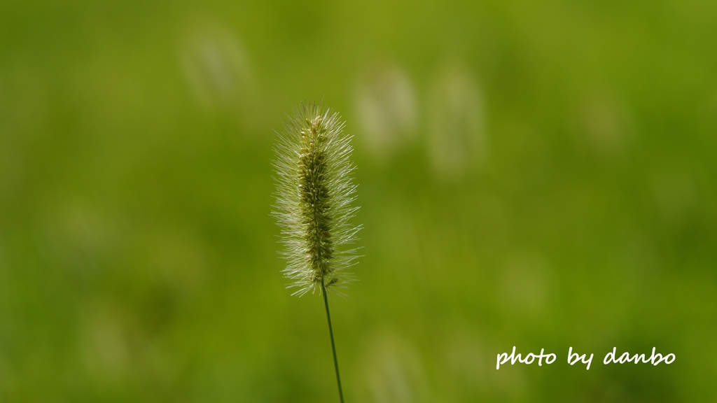 Foxtail Grass ＜3＞