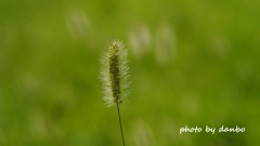 Foxtail Grass ＜3＞