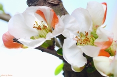 木瓜（ぼけ）の花も咲きましたよ！