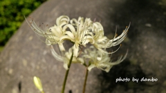 悲願の白花 ＜1＞