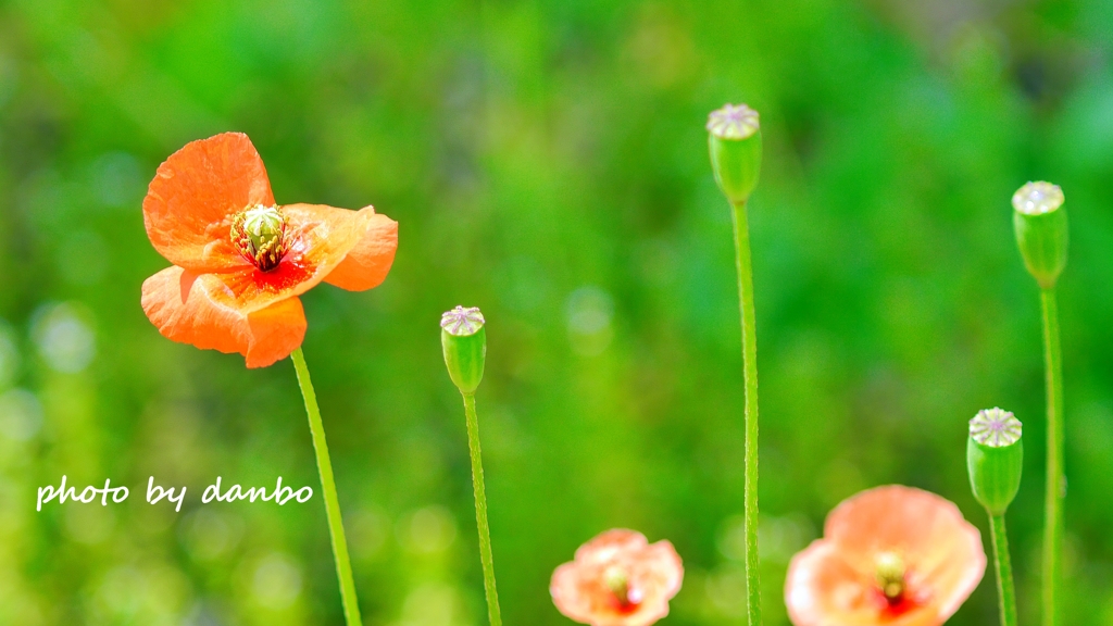 繁栄の花 ＜5＞