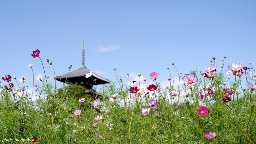 法起寺と秋桜 (一)