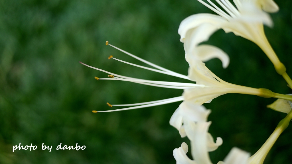 悲願の白花 ＜3＞