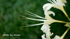 悲願の白花 ＜3＞