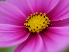 秋桜