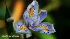 反抗する花 ＜1＞