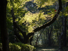 紅葉の頃にまたこーよー