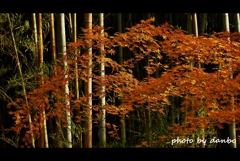 紅葉と竹林 (1)