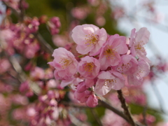 ピンクの桜４