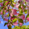 薄紅色の可愛い君のね・・・ ＜2＞