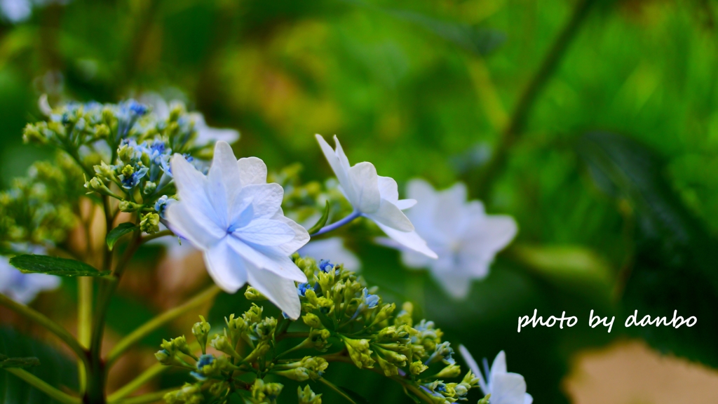 その後の花火 ＜1＞