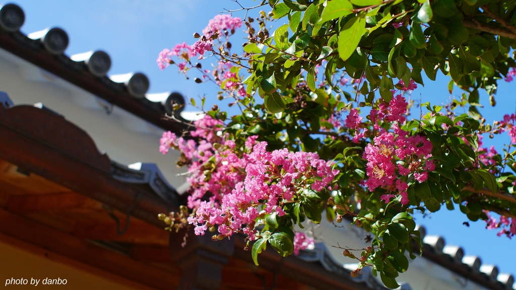 寺内町（じないまち）町屋と百日紅