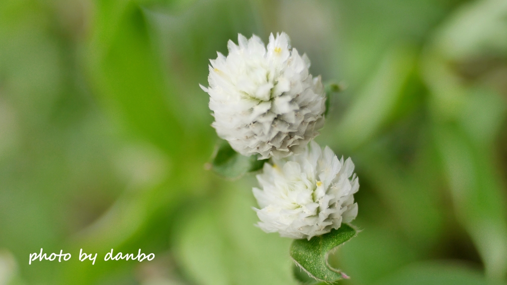 White Strawberry ＜1＞