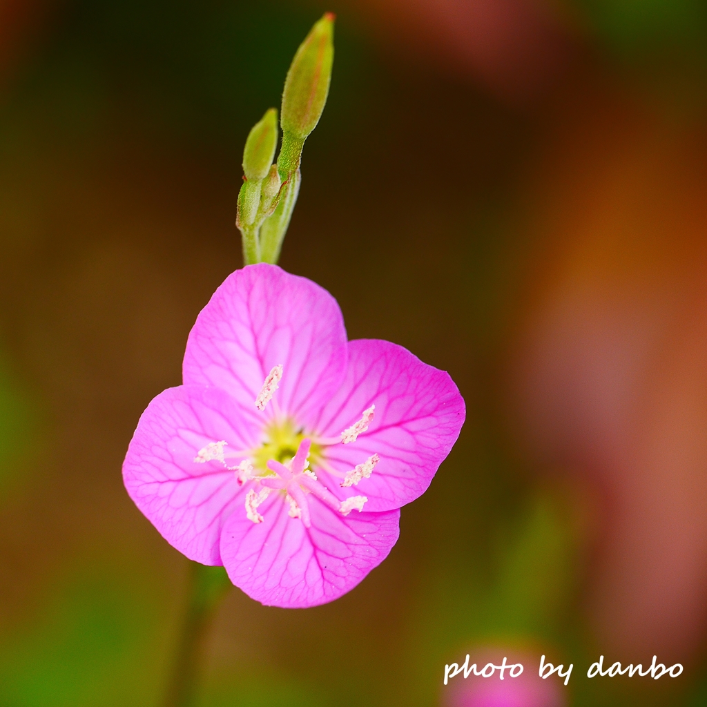 春の野草花 ＜8-1＞