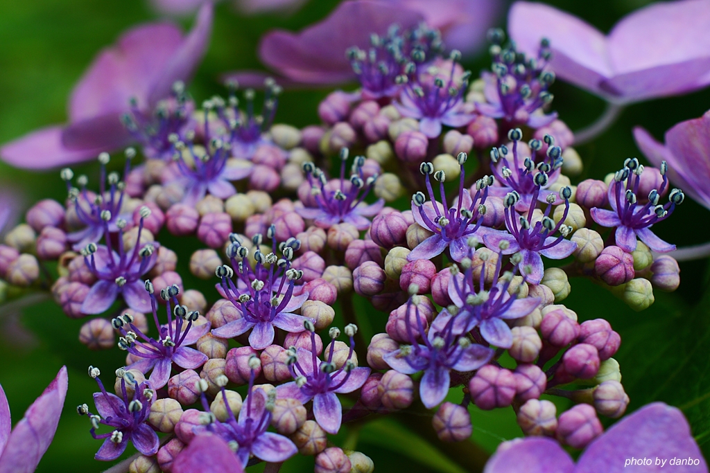 Purple Teacups