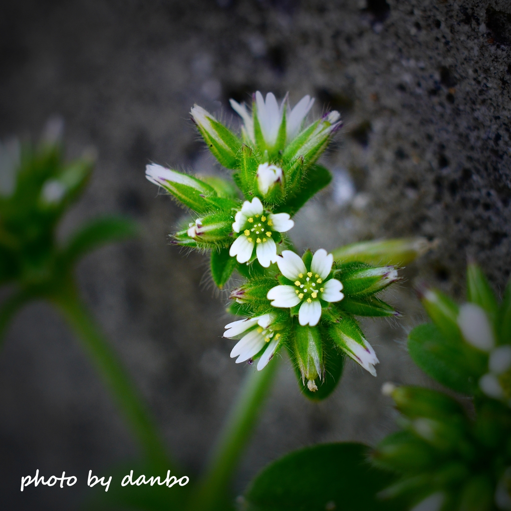 春の野草花 ＜1-2＞