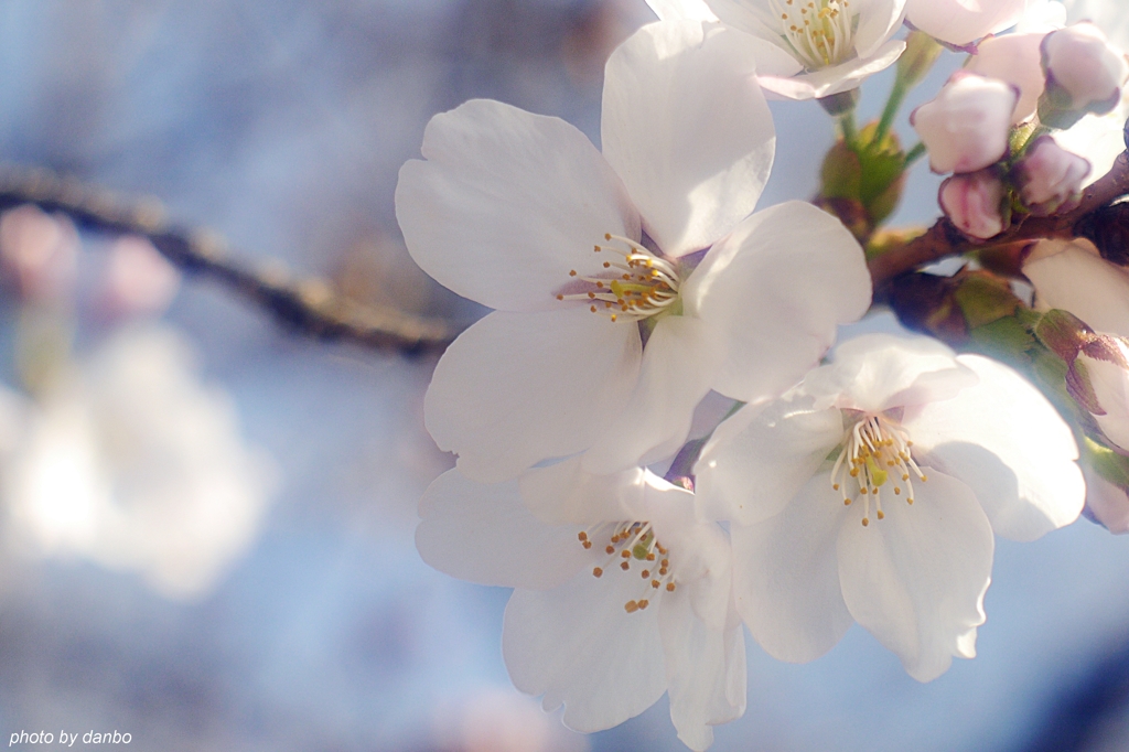 染井吉野開花Ⅱ