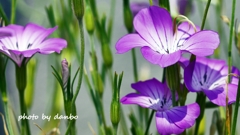Spring Purple ＜7-1＞