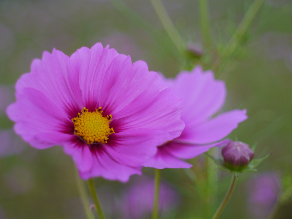 秋桜