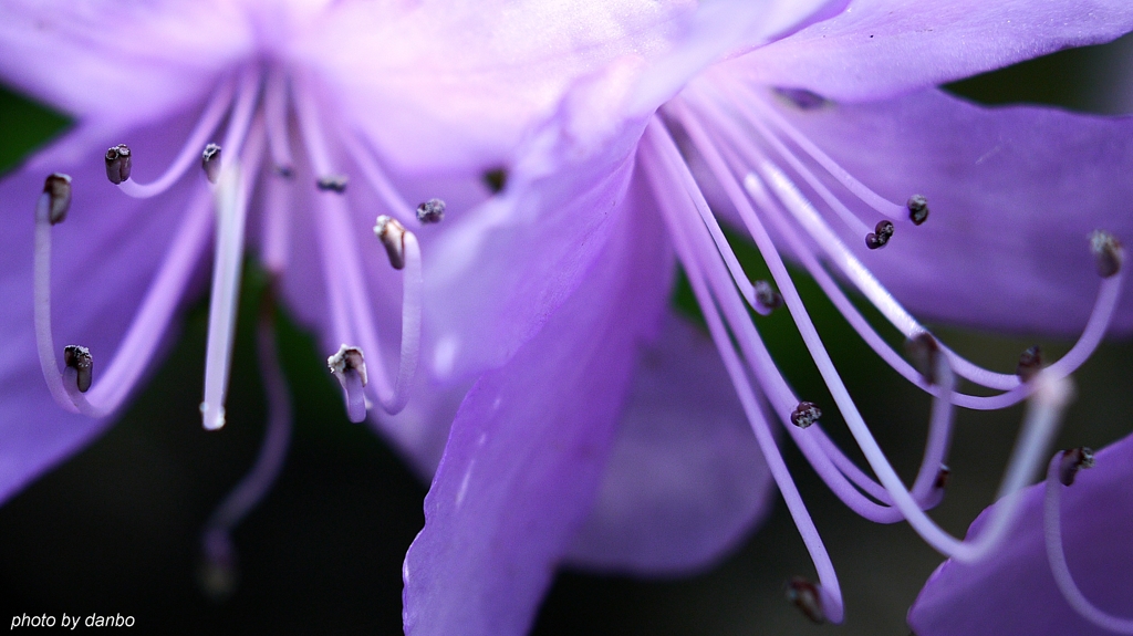 Purple Fairy Ⅱ