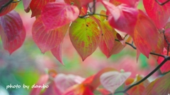 秋の花水木 ＜1＞