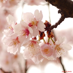 大寒桜三昧（一）