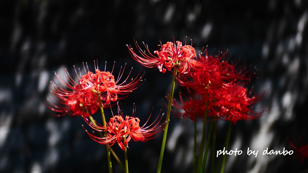 白い花さえ真紅に染める ＜1＞