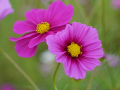 秋桜
