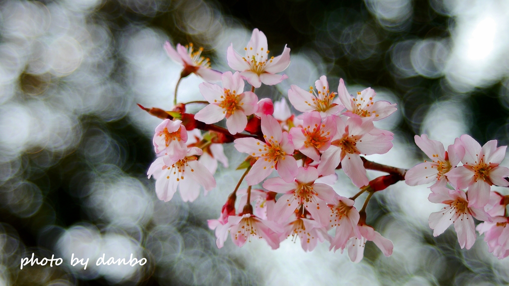 花を召しませ 召しませ花を！＜3＞