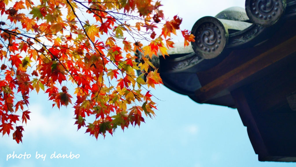 山門と紅葉 ＜9＞