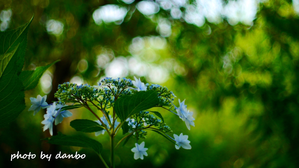 その後の花火 ＜2＞