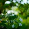 その後の花火 ＜2＞