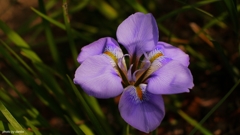 「いずれ菖蒲か杜若」