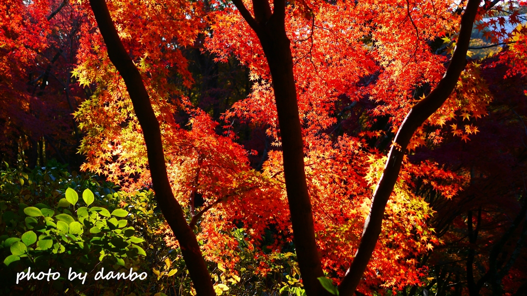 紅葉錦 ＜3＞