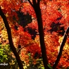 紅葉錦 ＜3＞