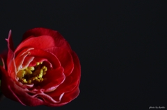 漆黒の紅