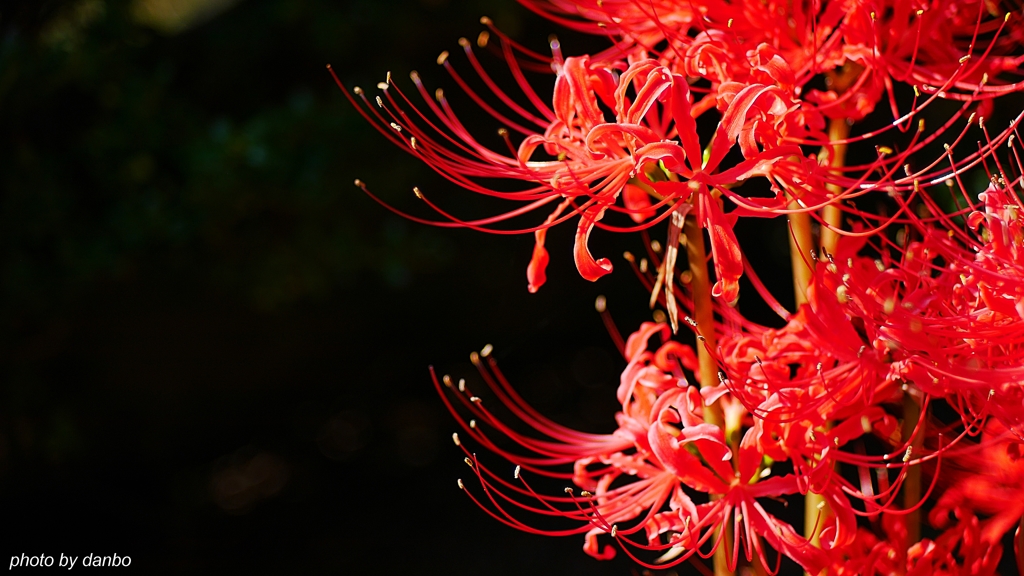 曼珠沙華 ＜白い花さえ　真紅に染める＞