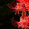 曼珠沙華 ＜白い花さえ　真紅に染める＞