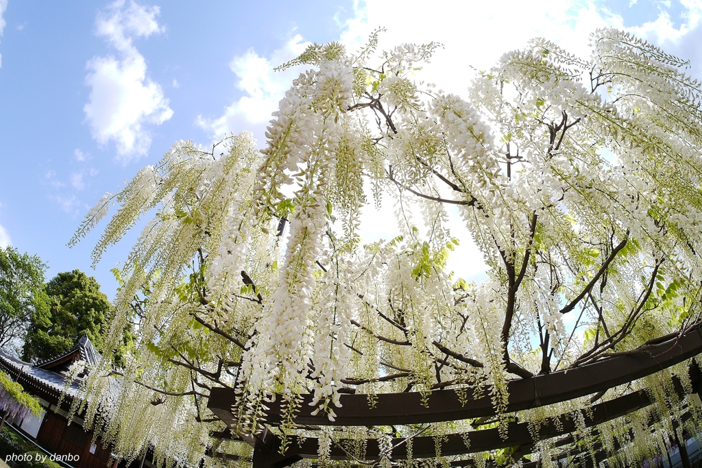 葛井寺の藤(三)