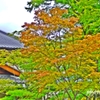紅葉を待つ ＜2＞