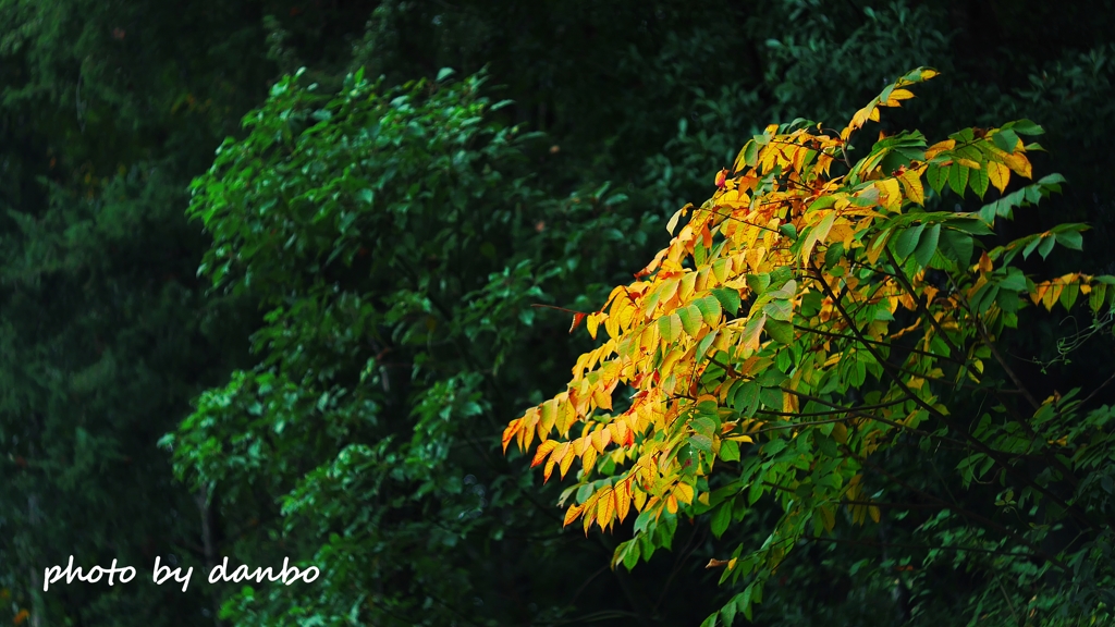 紅葉詰め合わせ ＜1-1＞