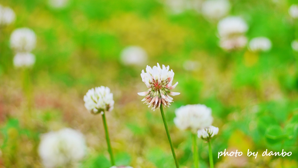 春の田んぼで咲いている花 ＜6＞