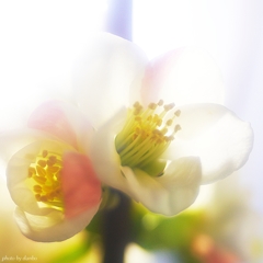 優しい放春花